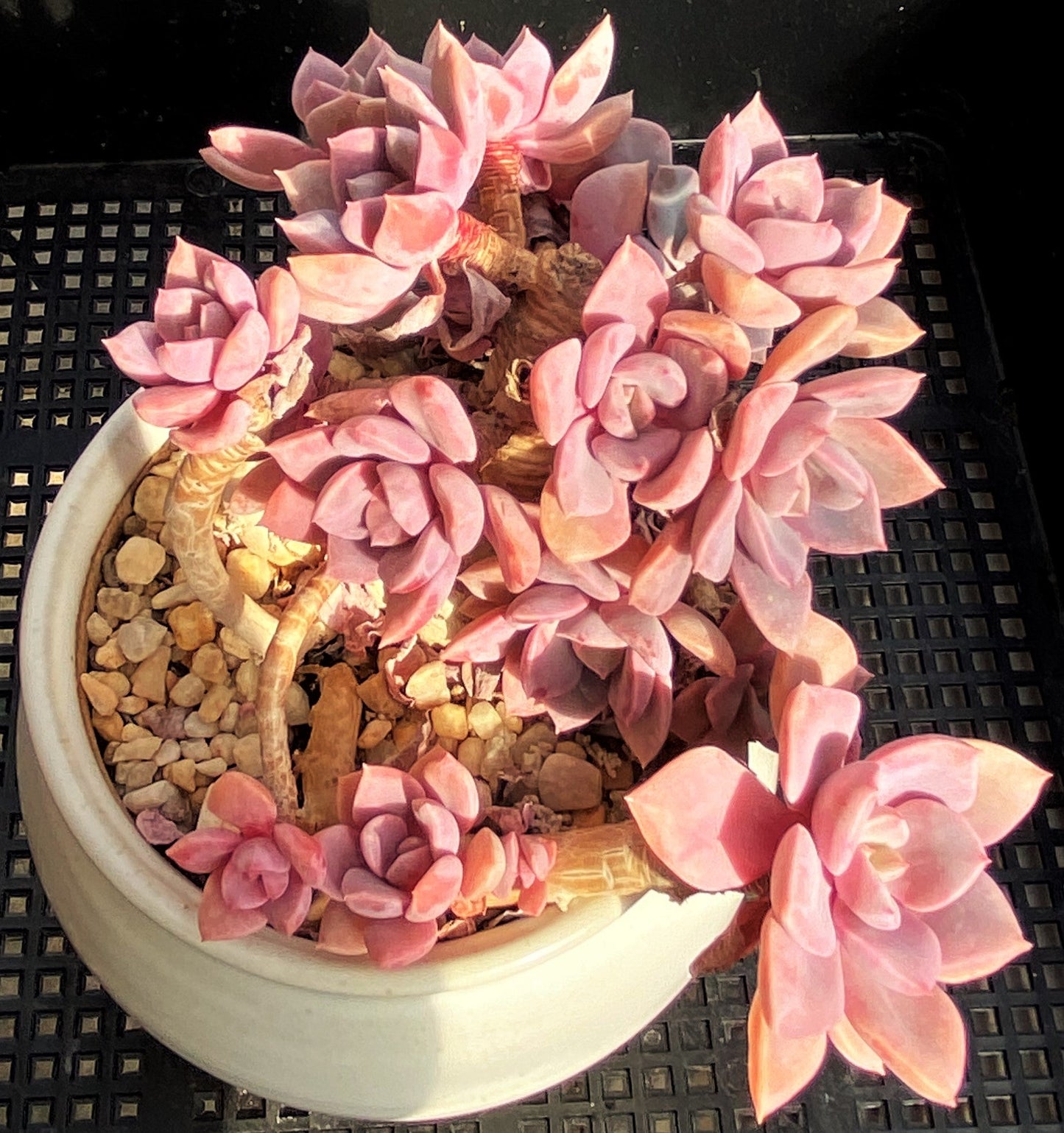 Graptoveria 'Debbie' S