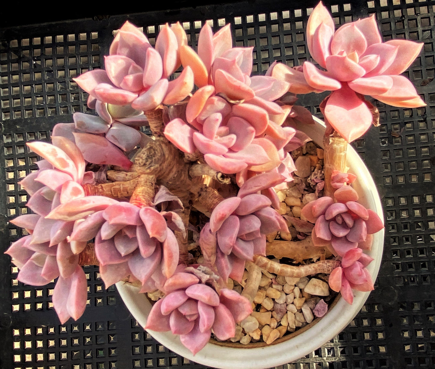 Graptoveria 'Debbie' S