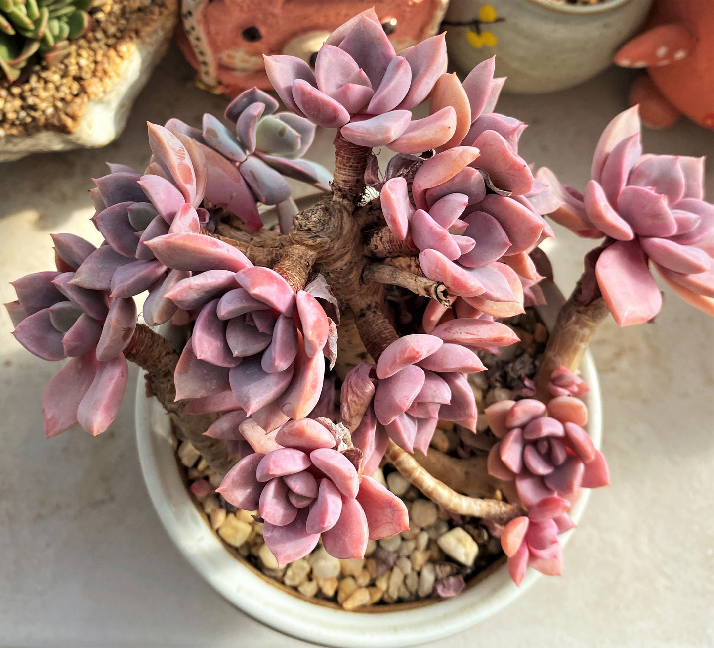 Graptoveria 'Debbie' S