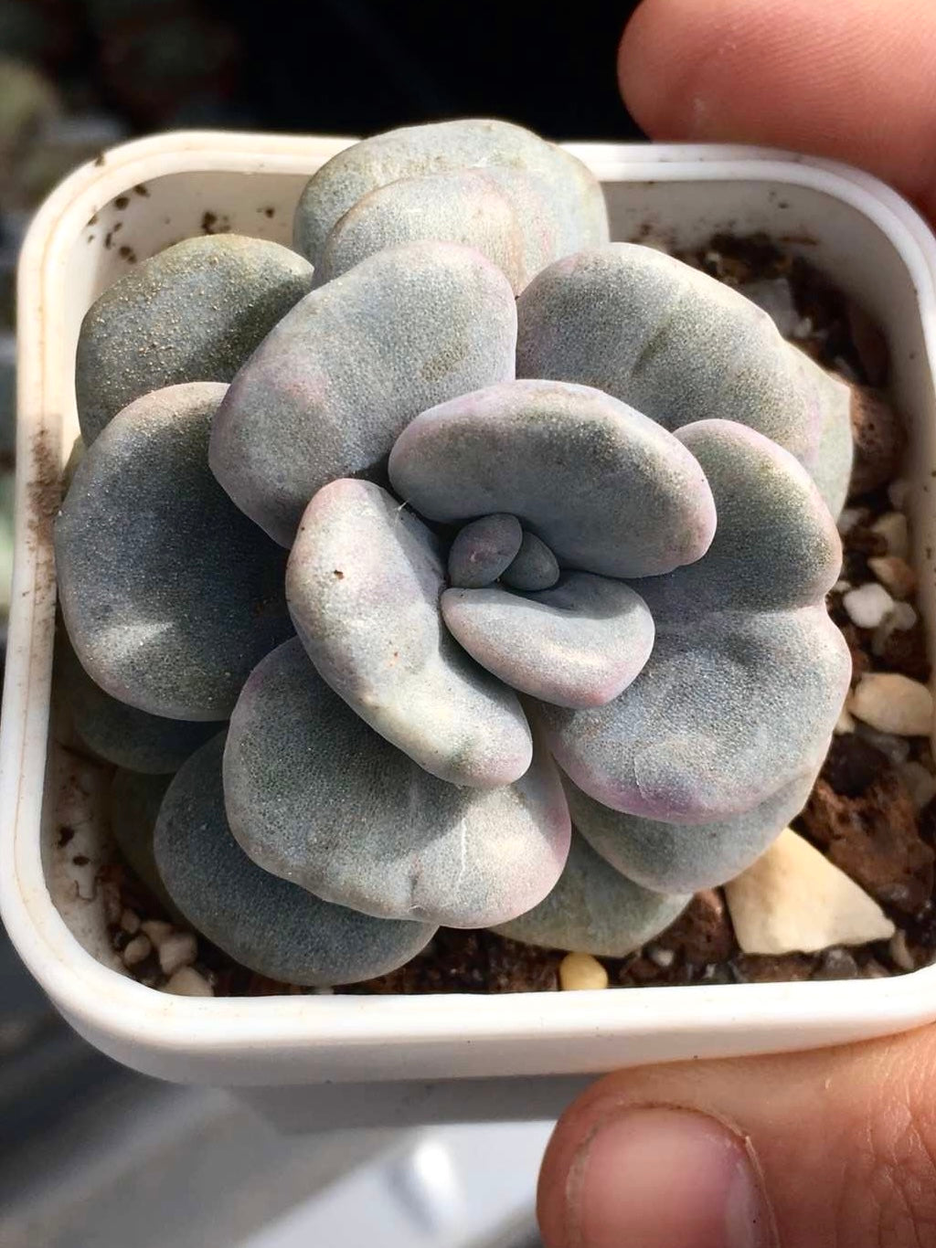 Graptoveria margaret rose monstrose
