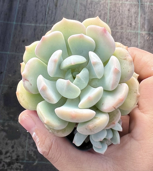 Graptoveria moonglow monstrose