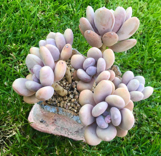 Pachyphytum orange snowball