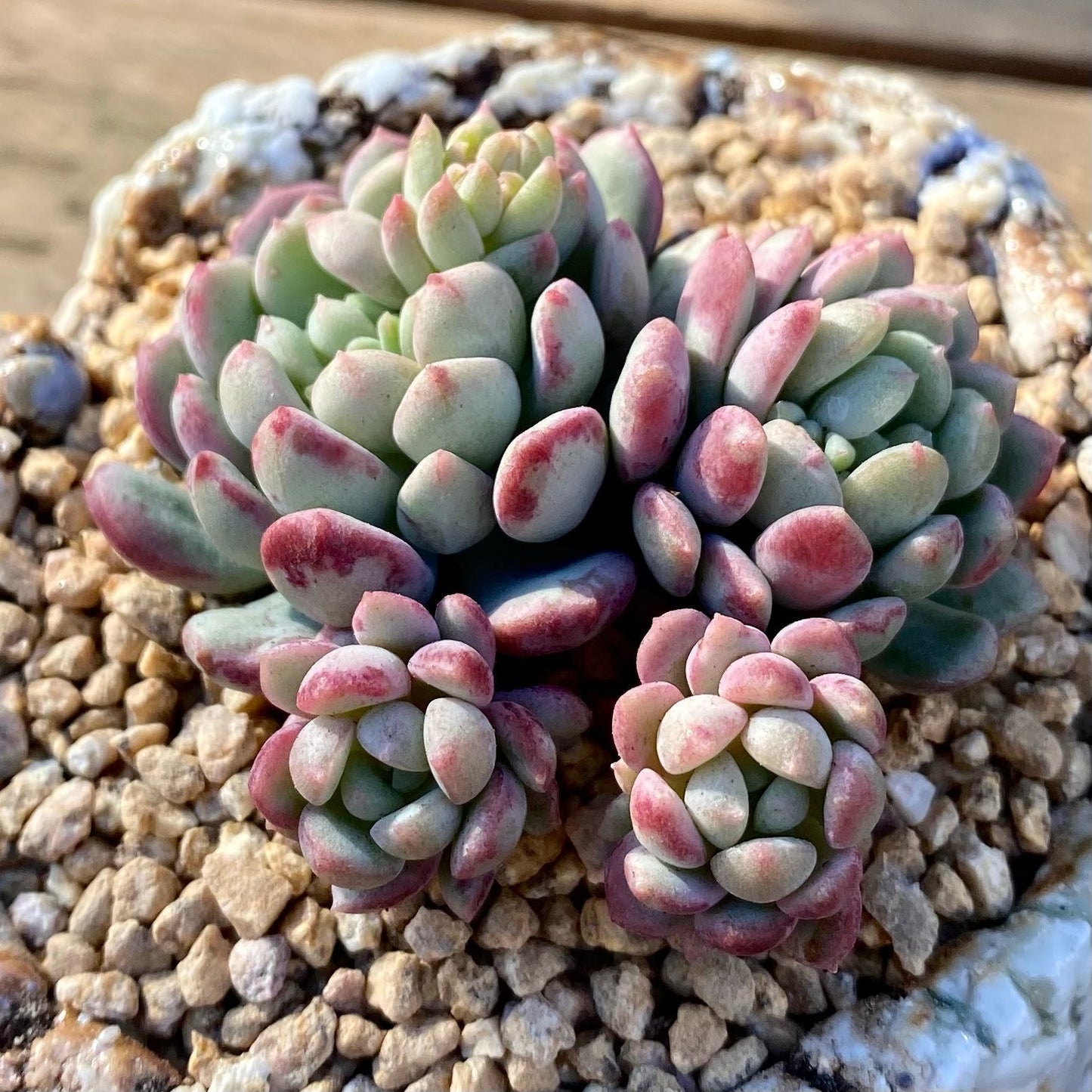 Graptoveria pearl beans