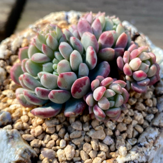 Graptoveria pearl beans
