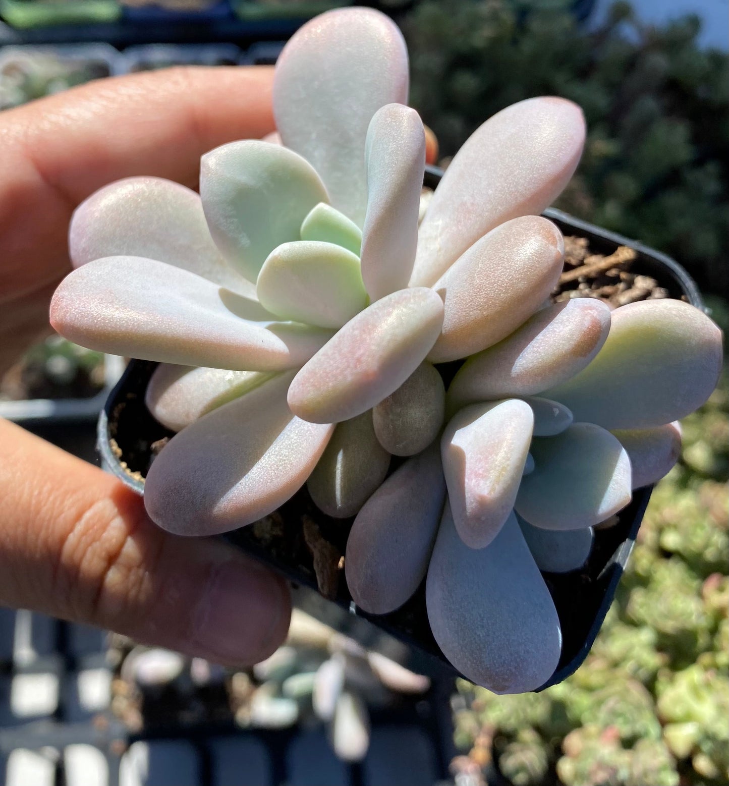 Graptoveria snow peach S