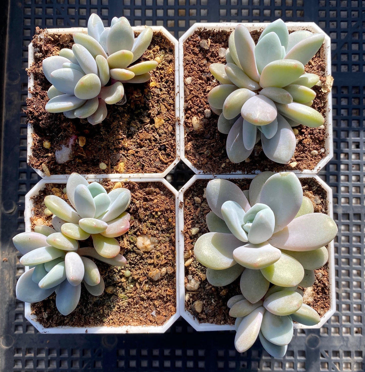 Graptoveria snow peach S