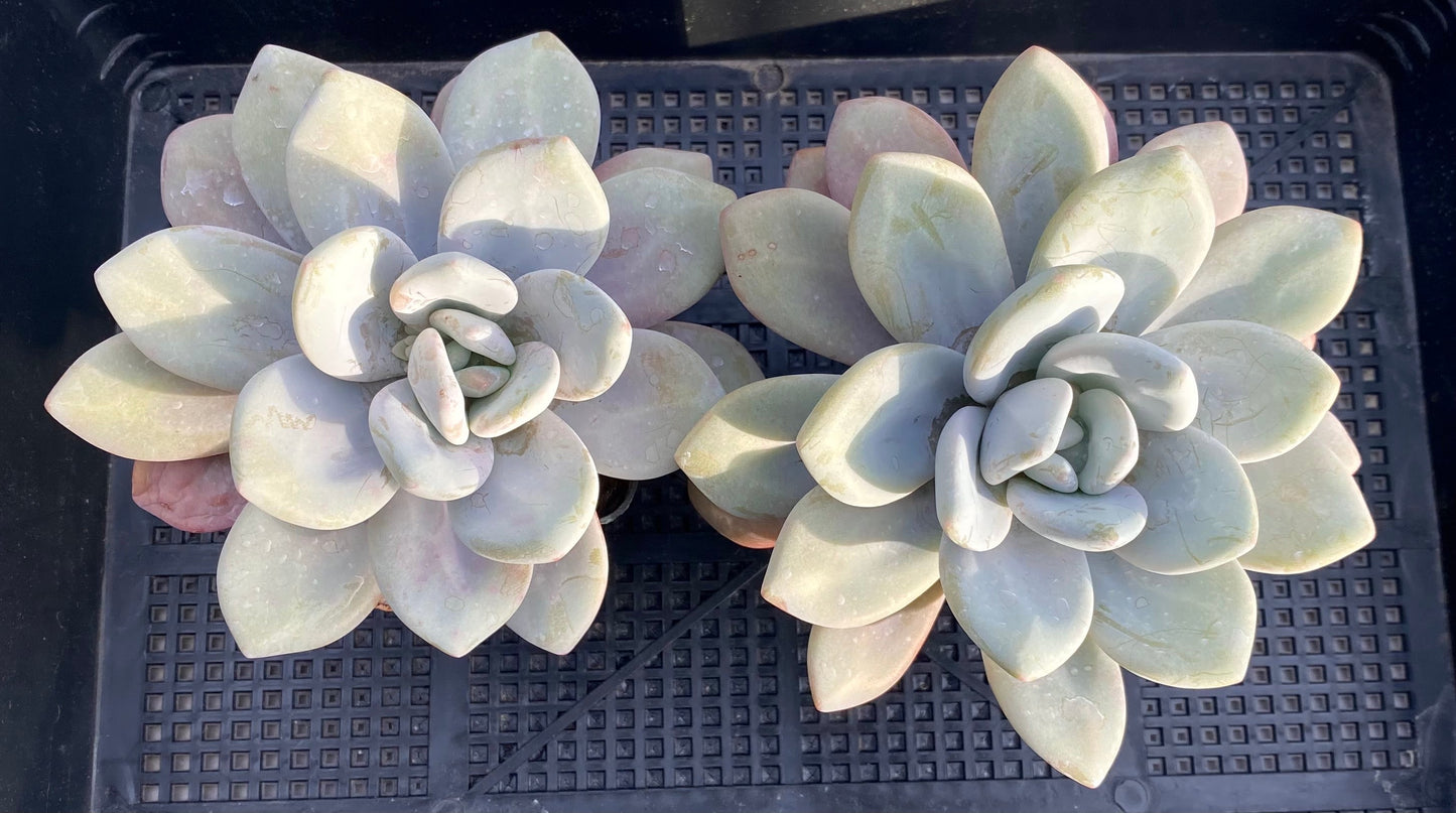 Graptoveria snow peach S
