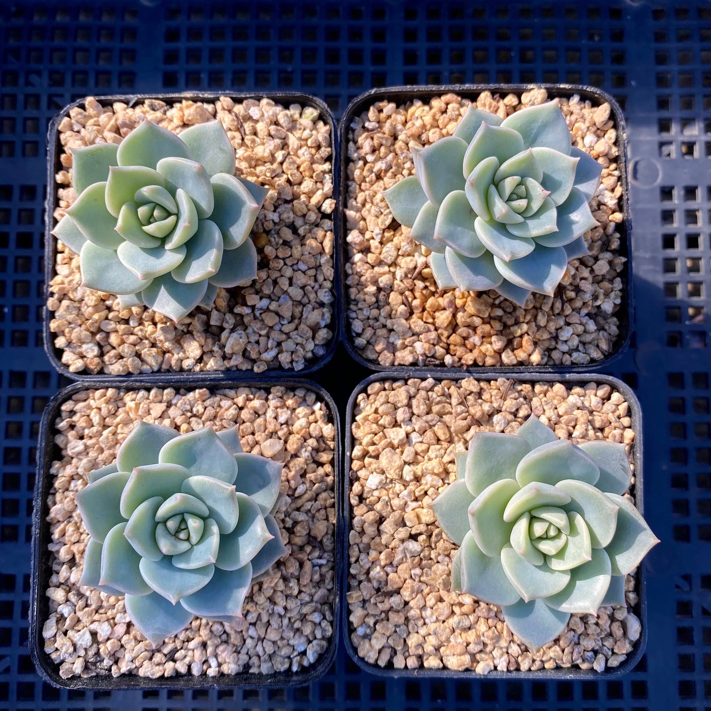 Graptoveria  titubans