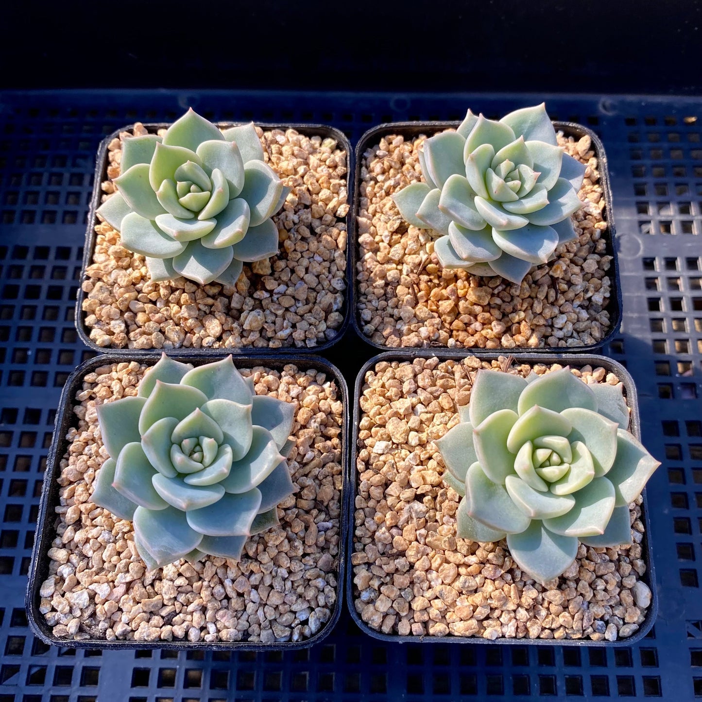 Graptoveria  titubans