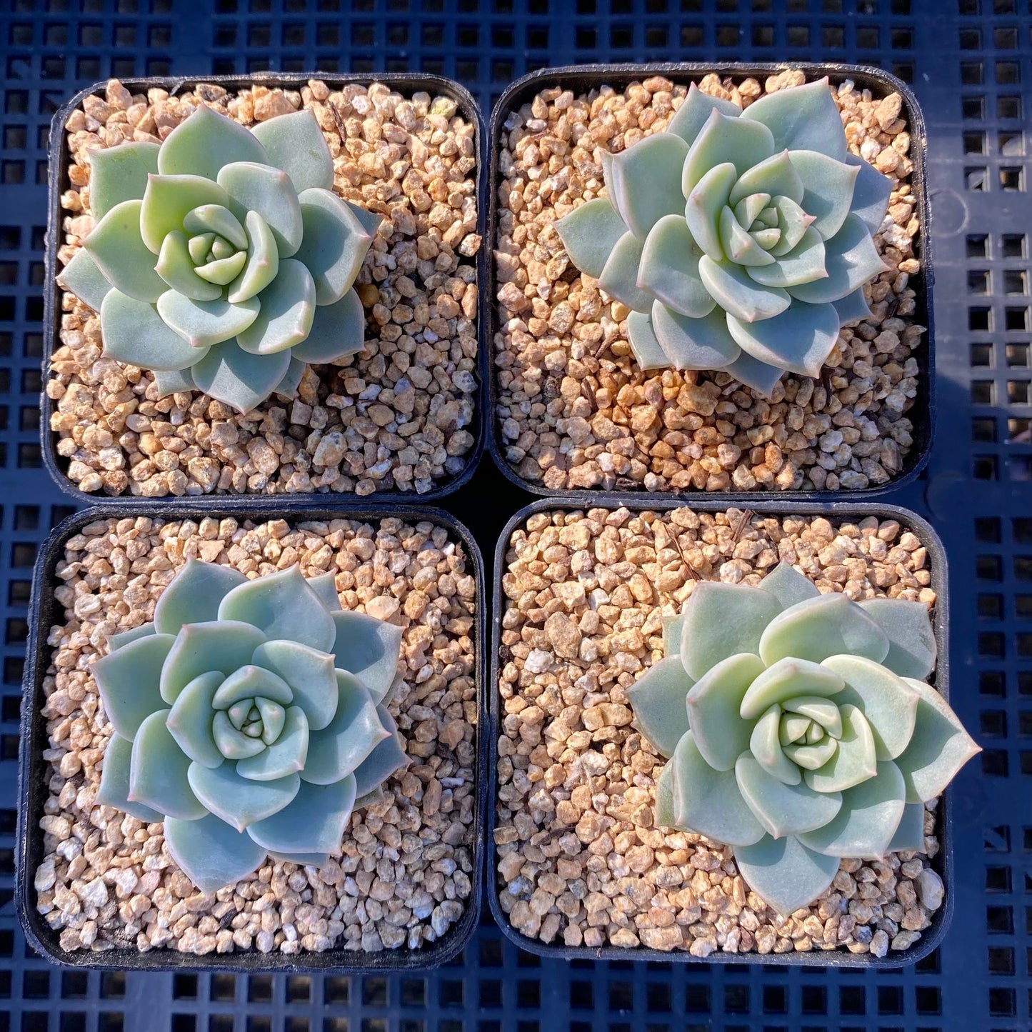 Graptoveria  titubans