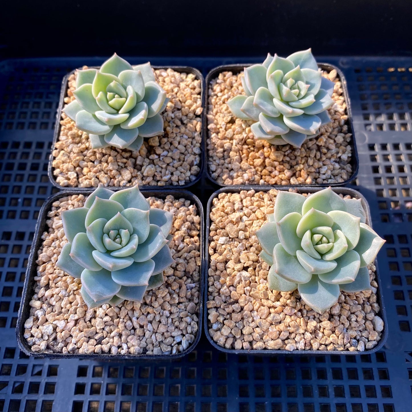Graptoveria  titubans