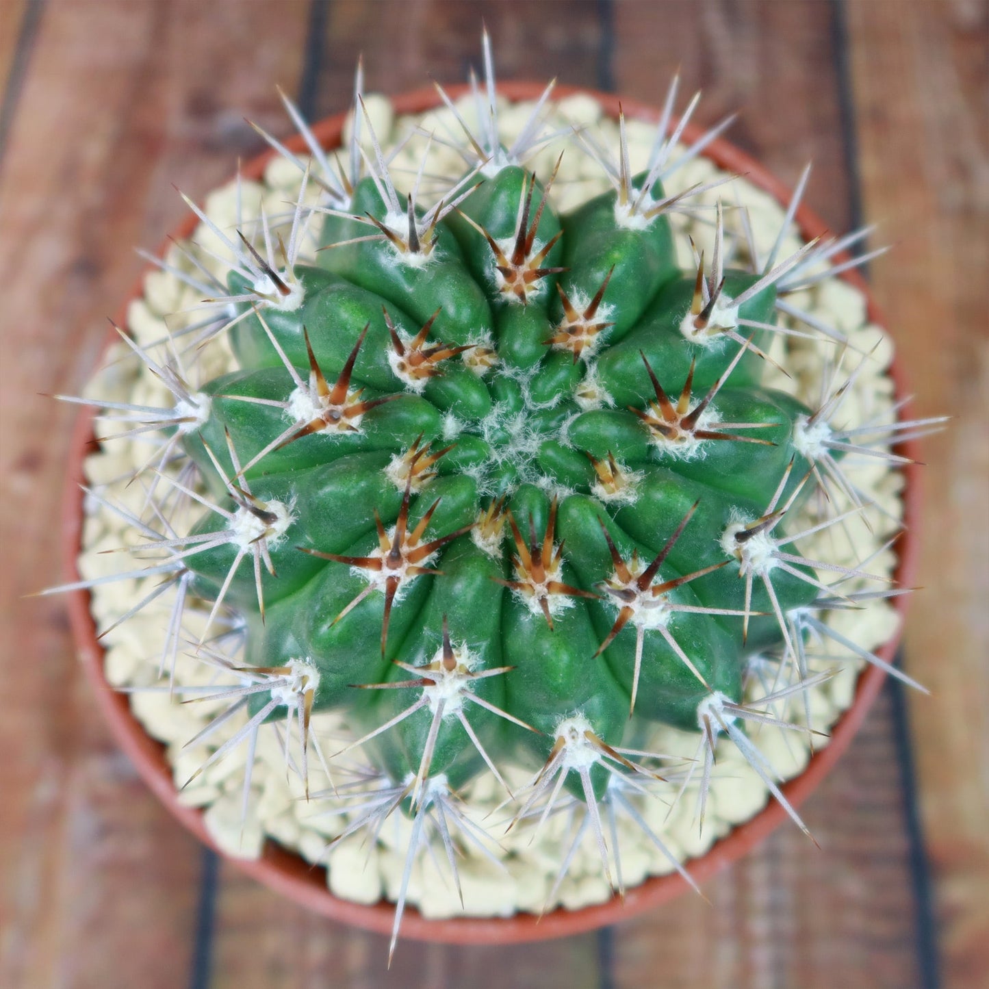 Gymnocalycium achirasense v. orientale