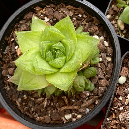 Haworthia cymbiformis