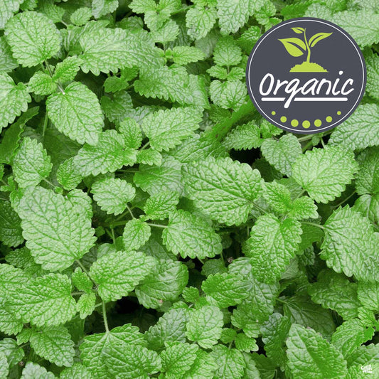 Catnip, Organic