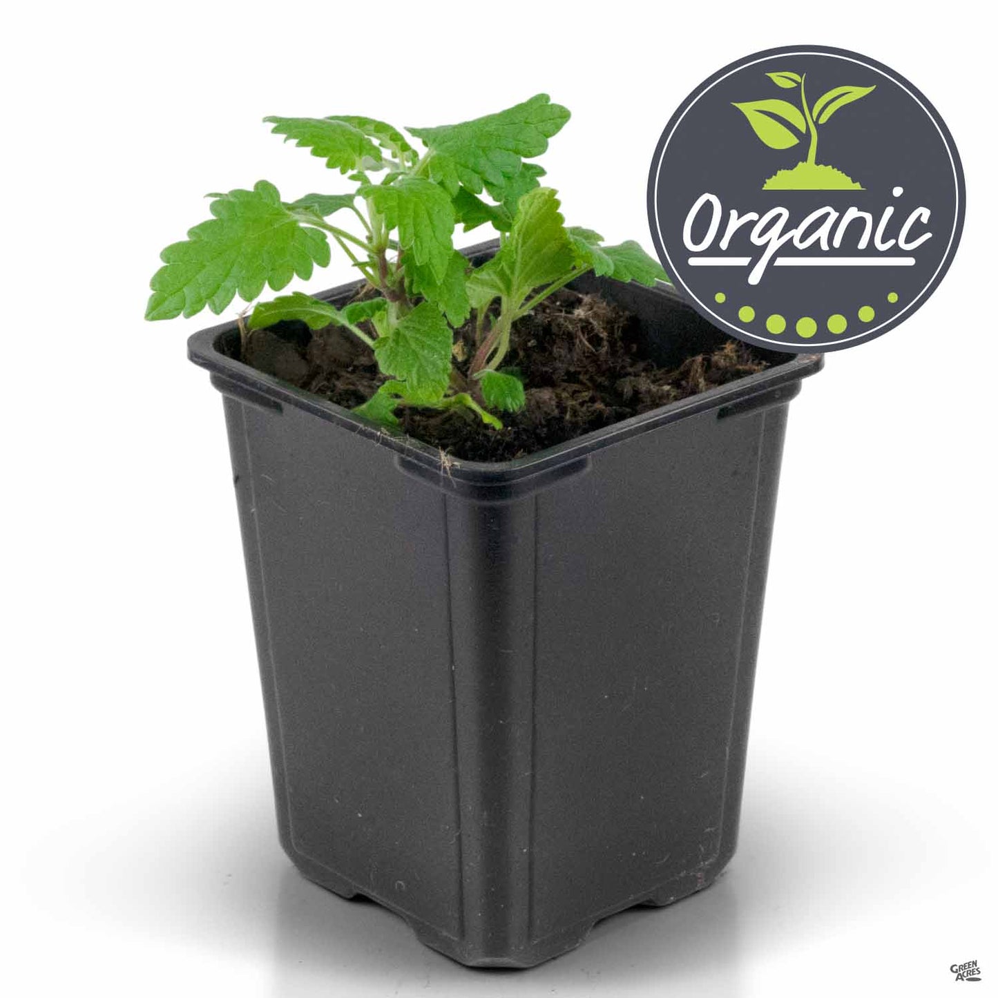 Catnip, Organic