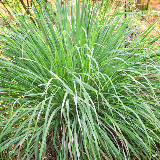 Lemongrass