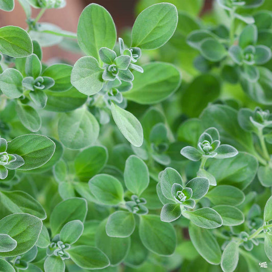 Marjoram 'Sweet'