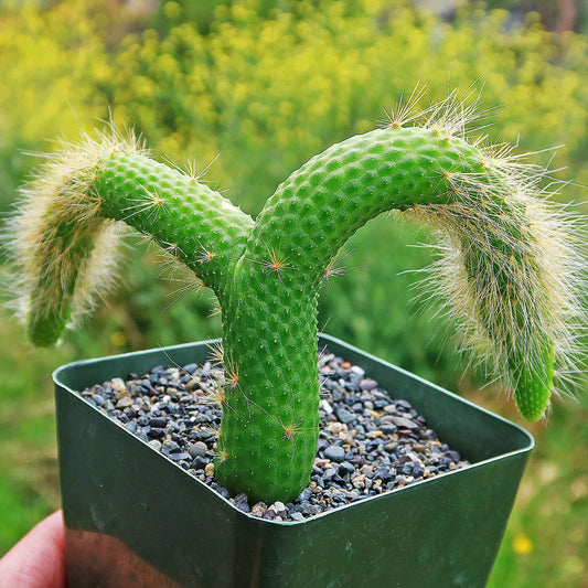 Hildewintera colademononis inermis