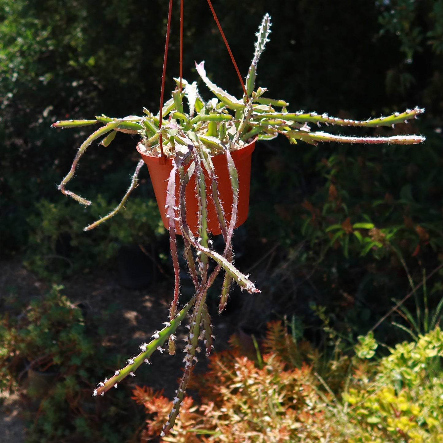 Hurricane Cactus 'Lepismium Cruciforme'