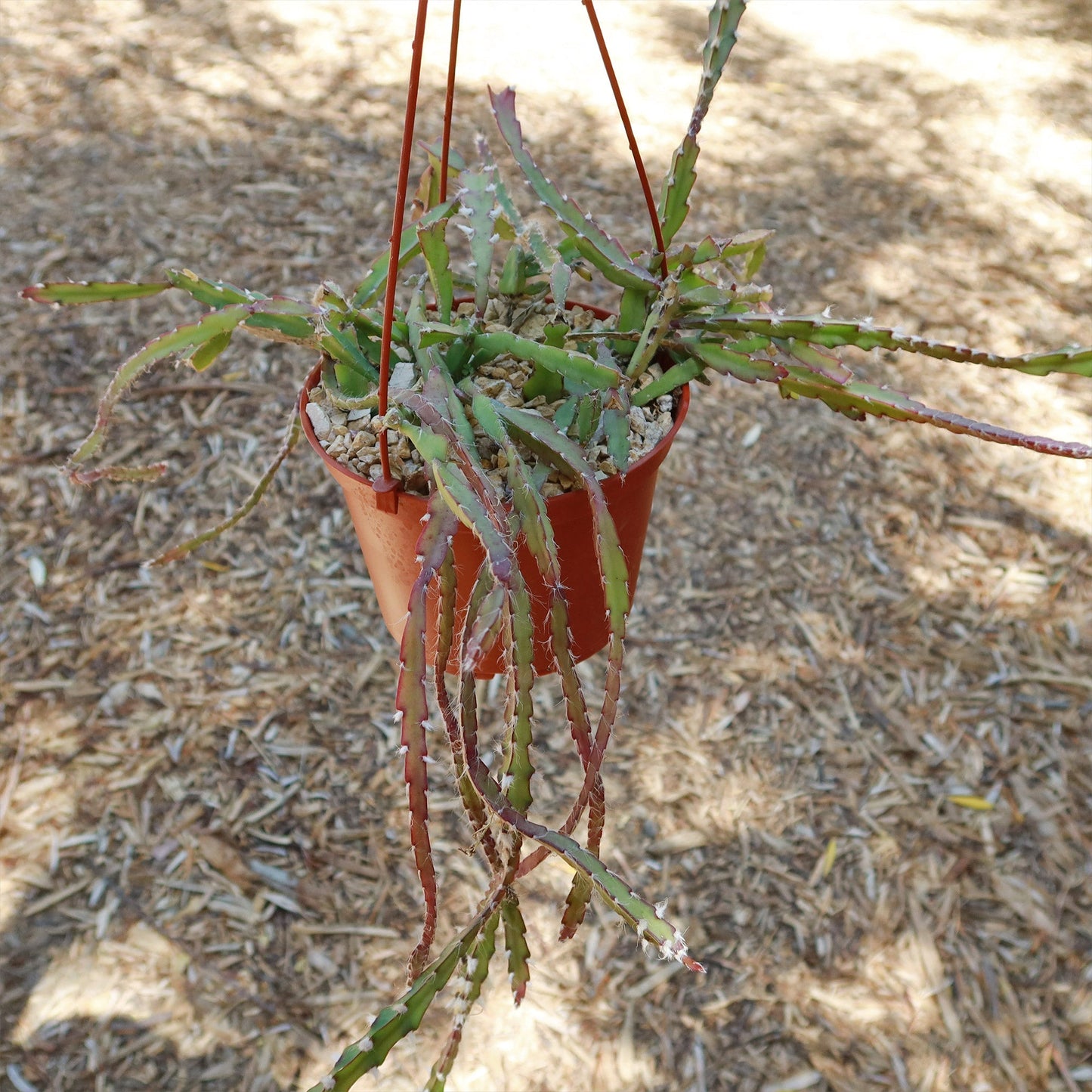 Hurricane Cactus 'Lepismium Cruciforme'