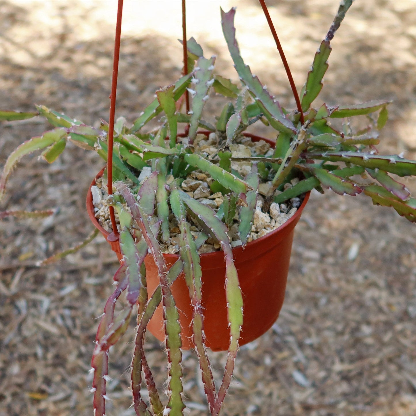 Hurricane Cactus 'Lepismium Cruciforme'
