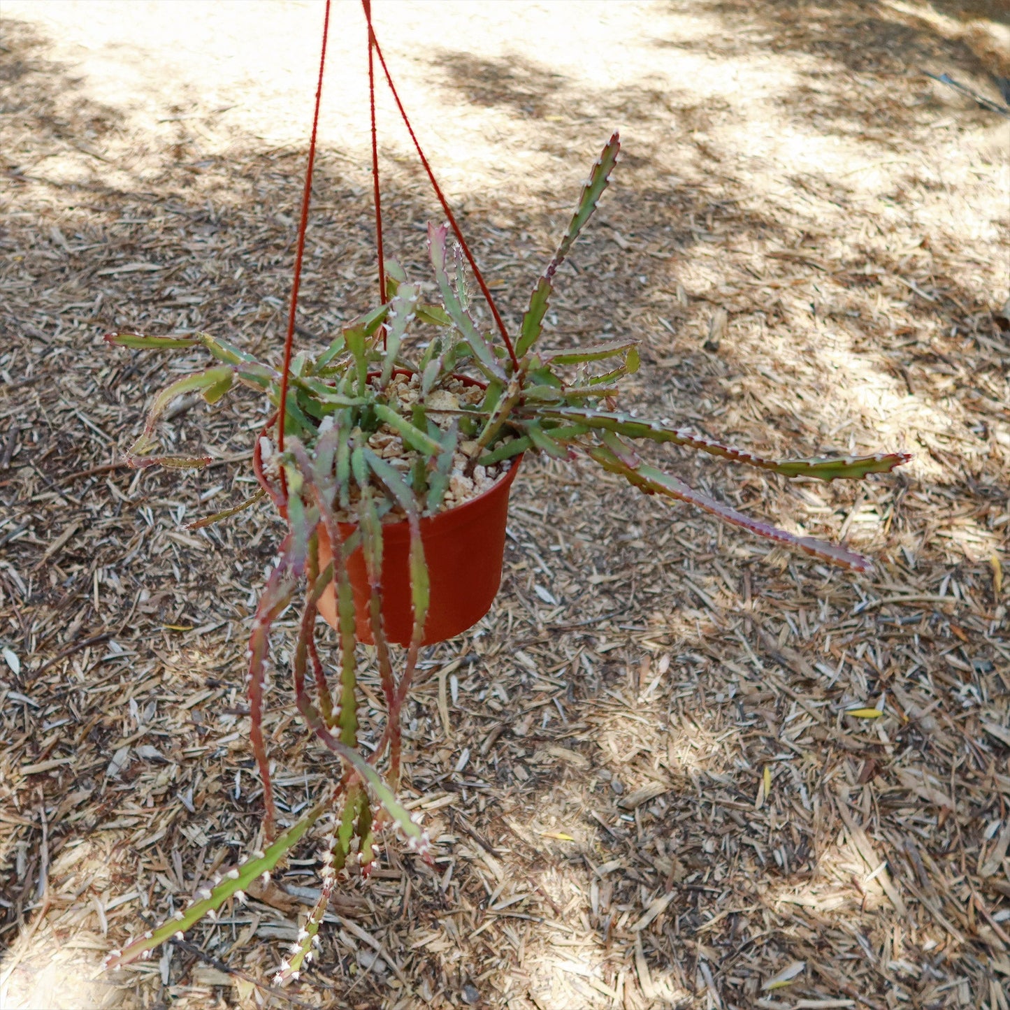 Hurricane Cactus 'Lepismium Cruciforme'