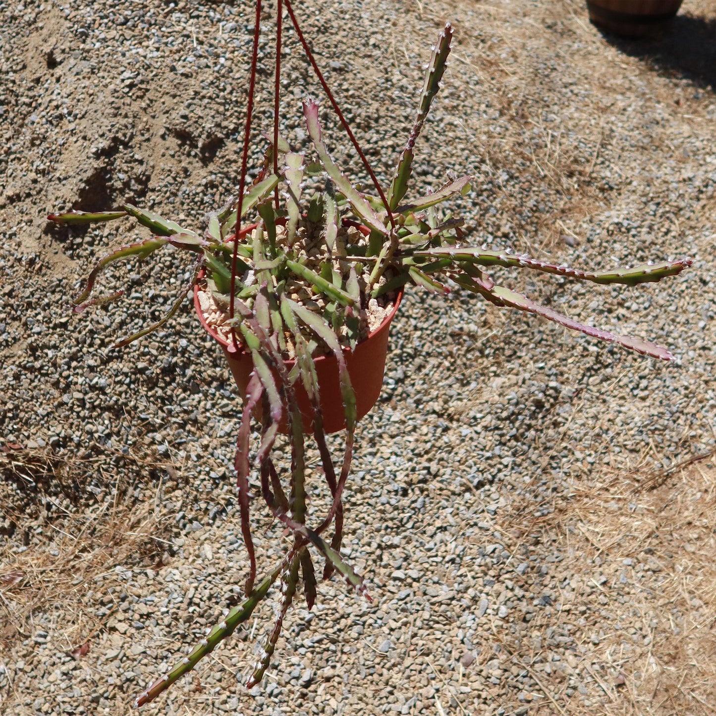 Hurricane Cactus 'Lepismium Cruciforme'