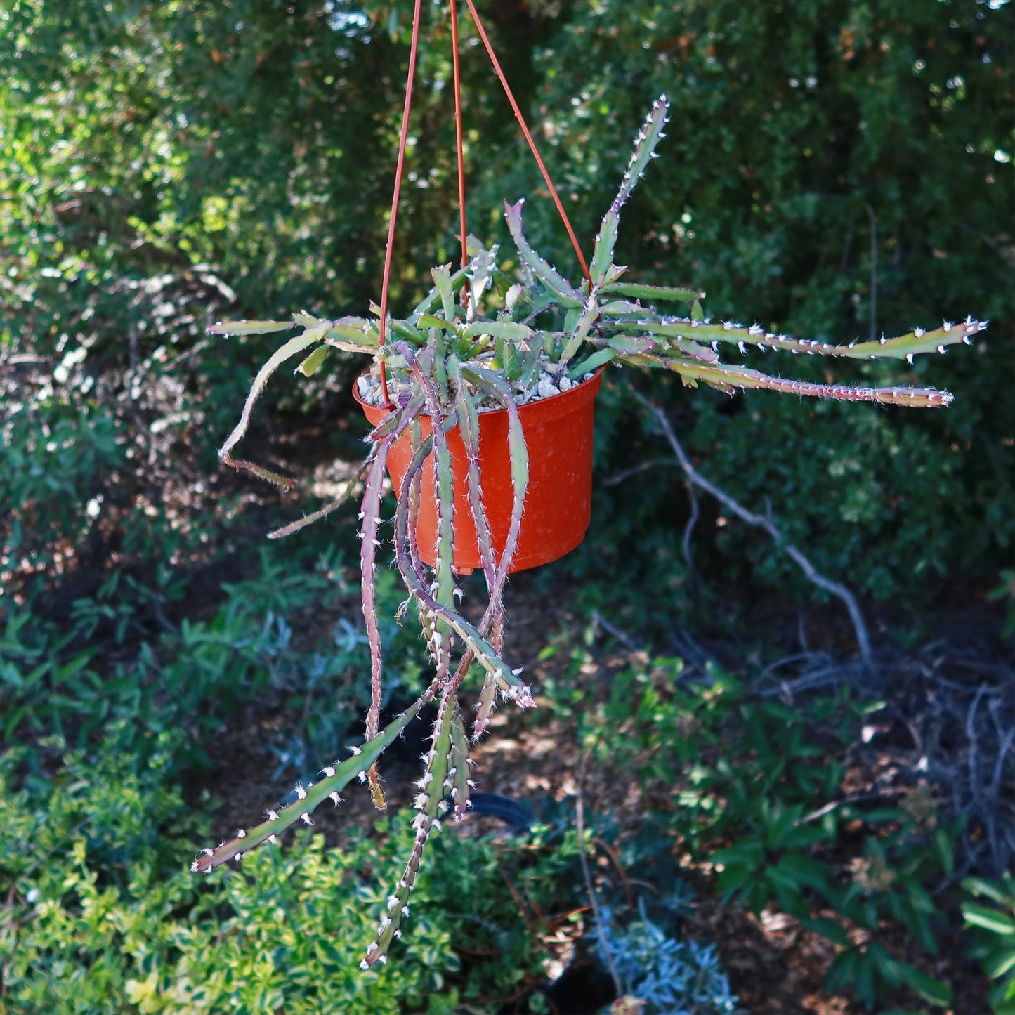 Hurricane Cactus 'Lepismium Cruciforme'