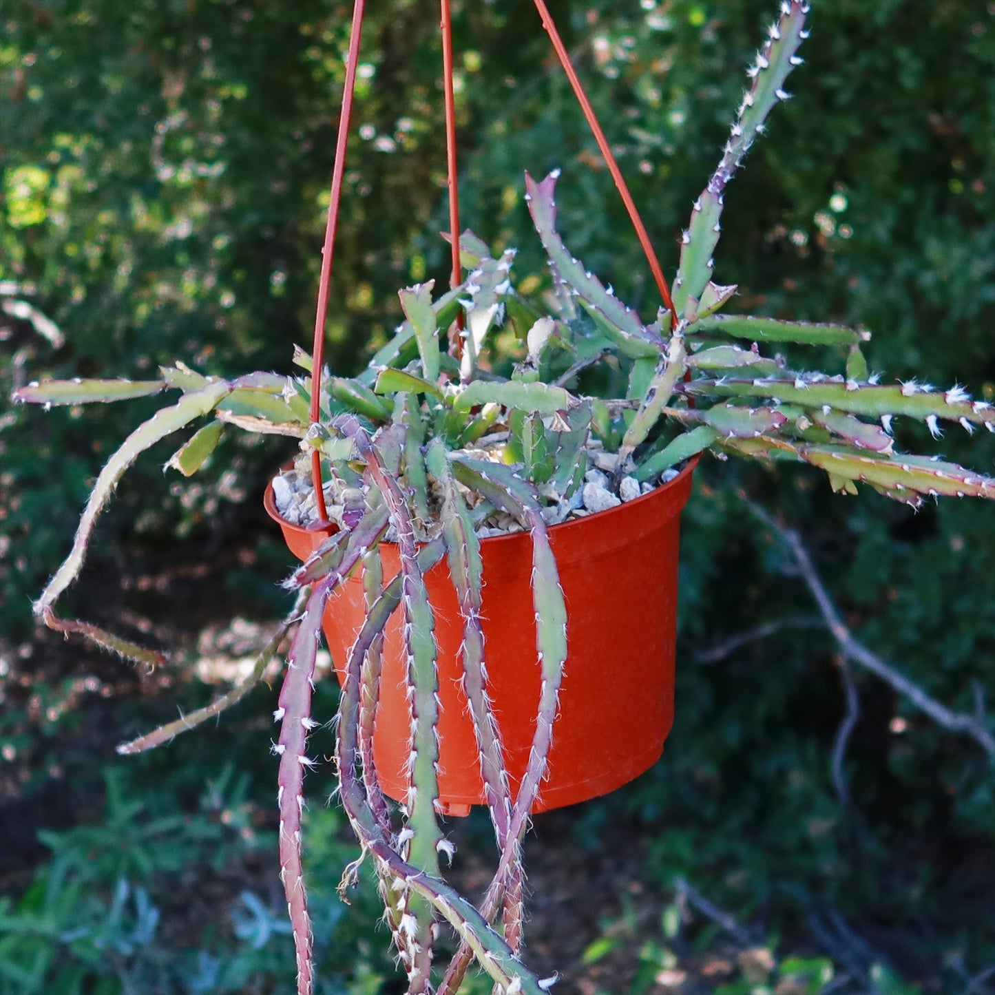 Hurricane Cactus 'Lepismium Cruciforme'