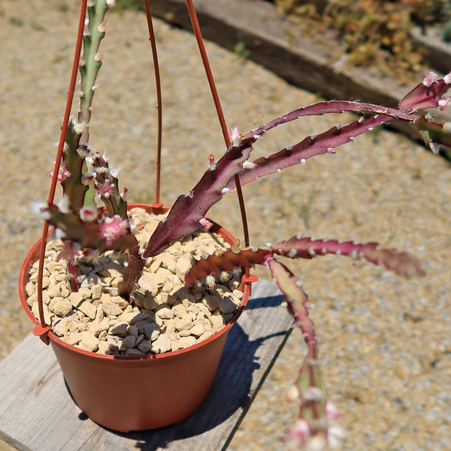 Hurricane Cactus 'Lepismium Cruciforme'