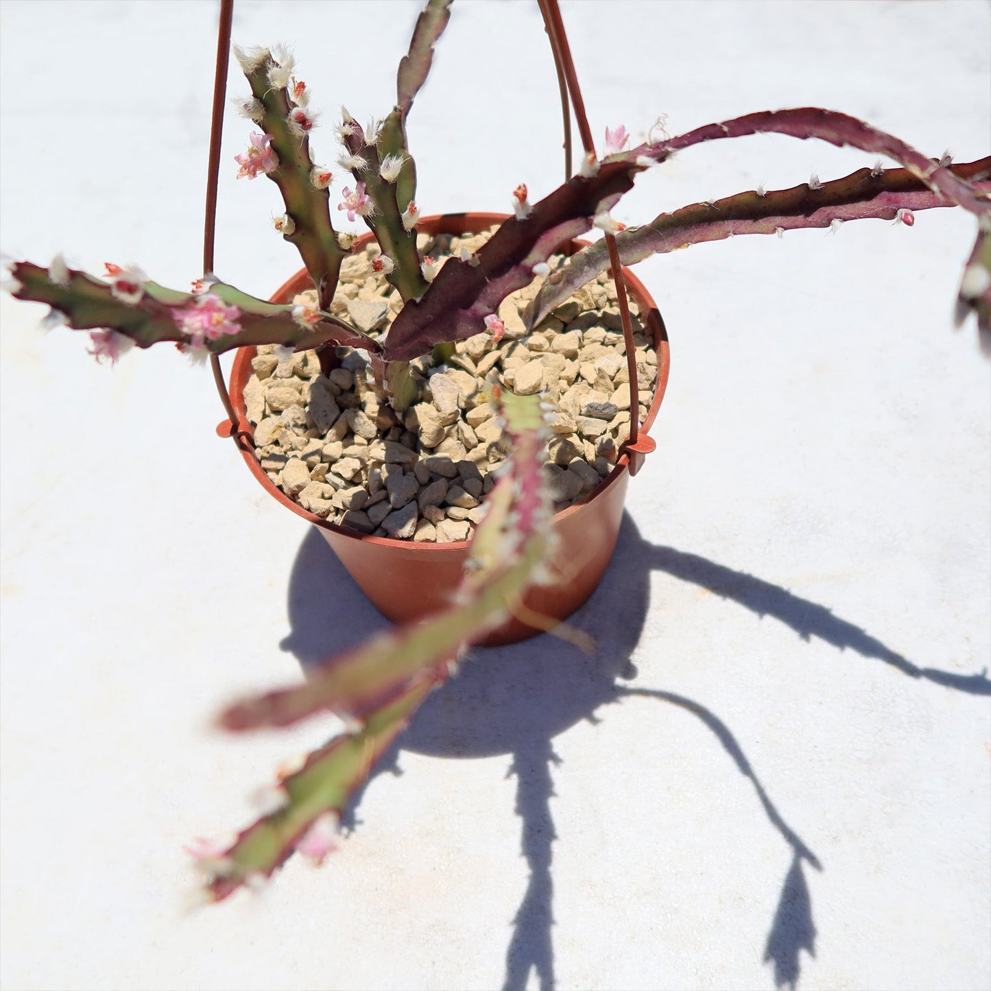 Hurricane Cactus 'Lepismium Cruciforme'