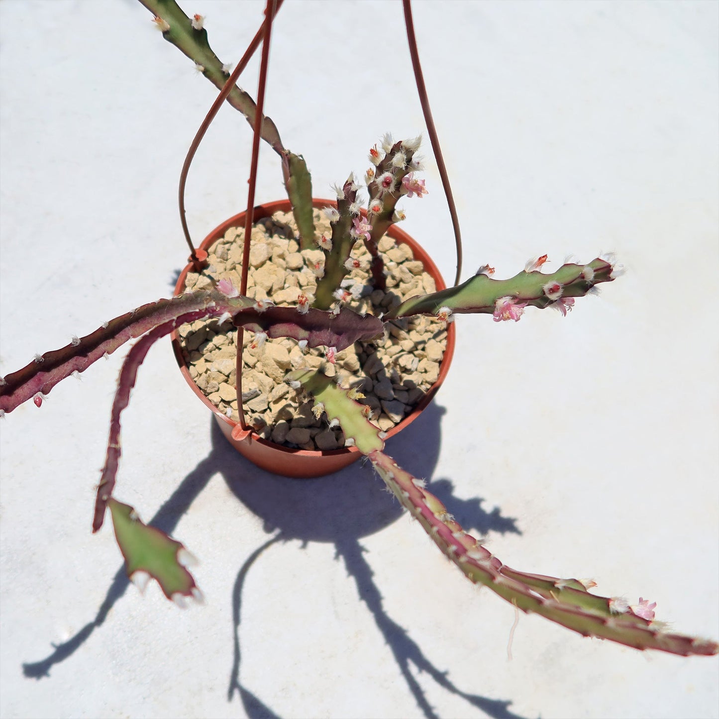 Hurricane Cactus 'Lepismium Cruciforme'
