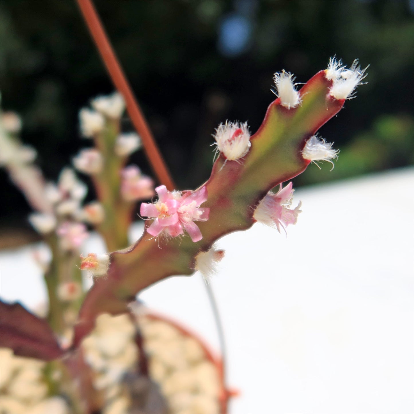 Hurricane Cactus 'Lepismium Cruciforme'