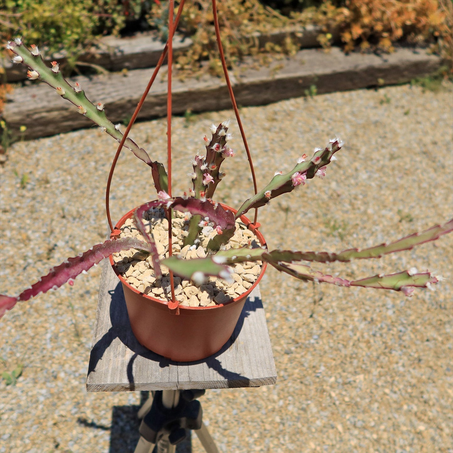 Hurricane Cactus 'Lepismium Cruciforme'