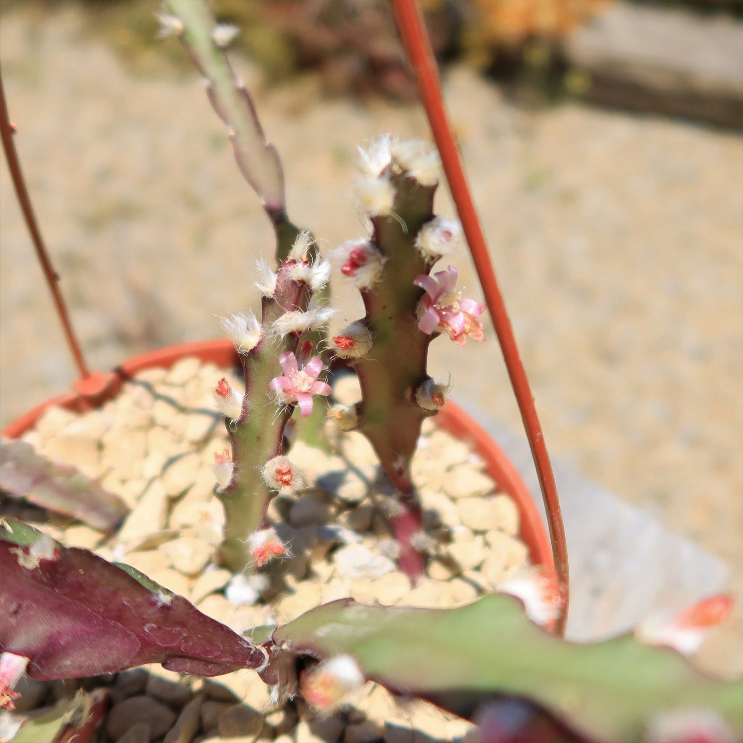 Hurricane Cactus 'Lepismium Cruciforme'