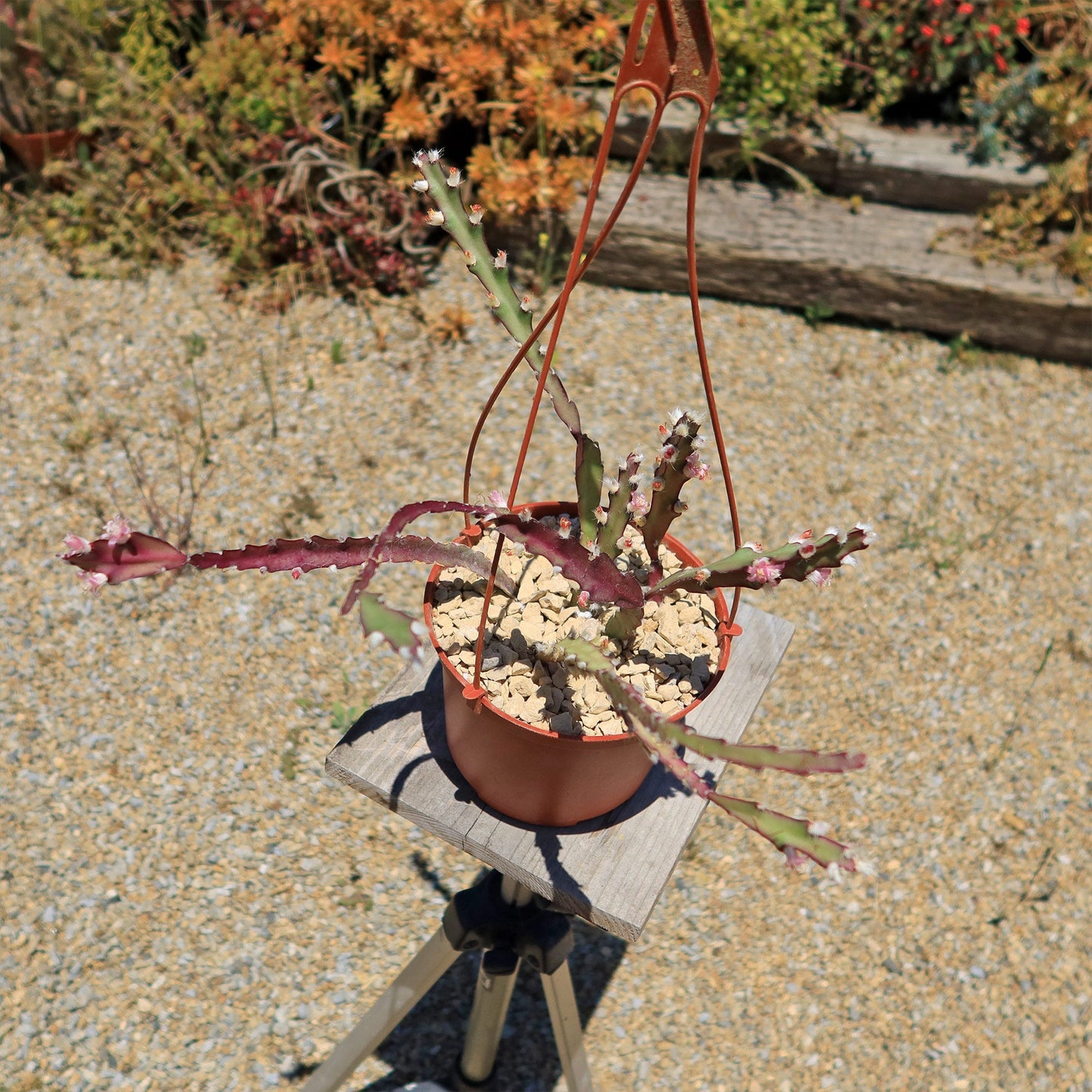 Hurricane Cactus 'Lepismium Cruciforme'