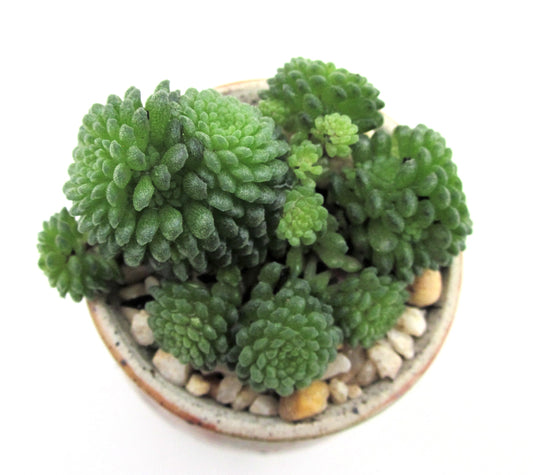 Monanthes polyphylla