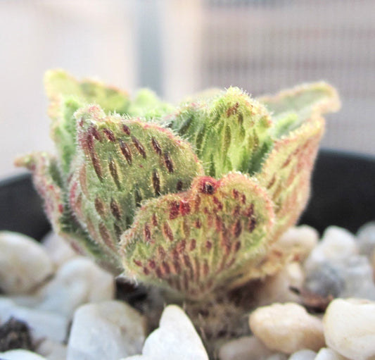 Aeonium Smithii