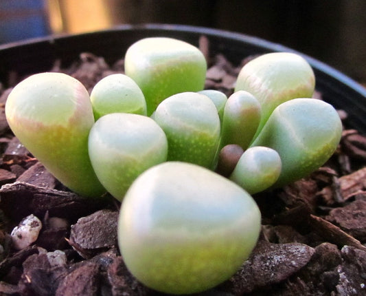 Fenestraria Rhopalophylla "baby toes'