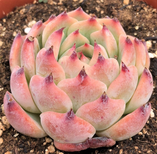 Echeveria Chihuahuensis
