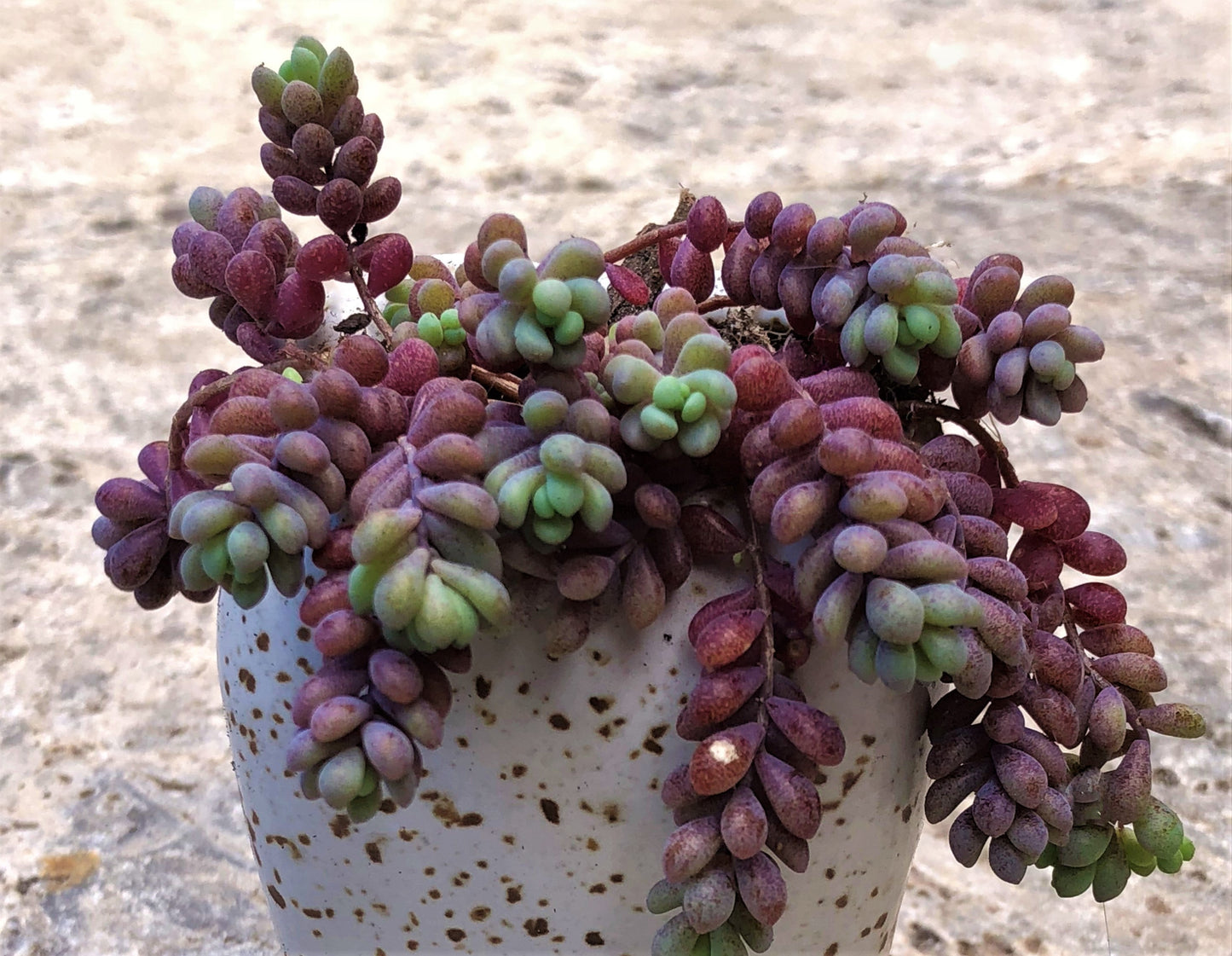 Sedum dasyphyllum lilac mound