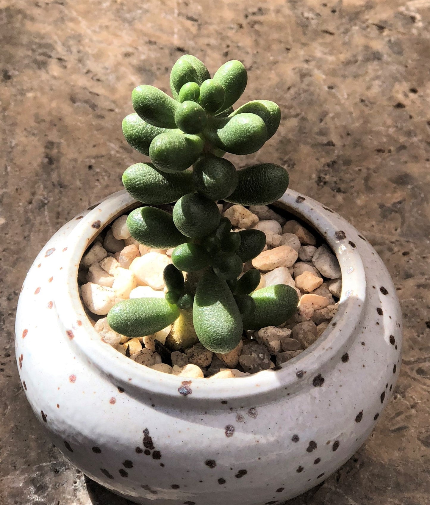 Sedum hernandezii