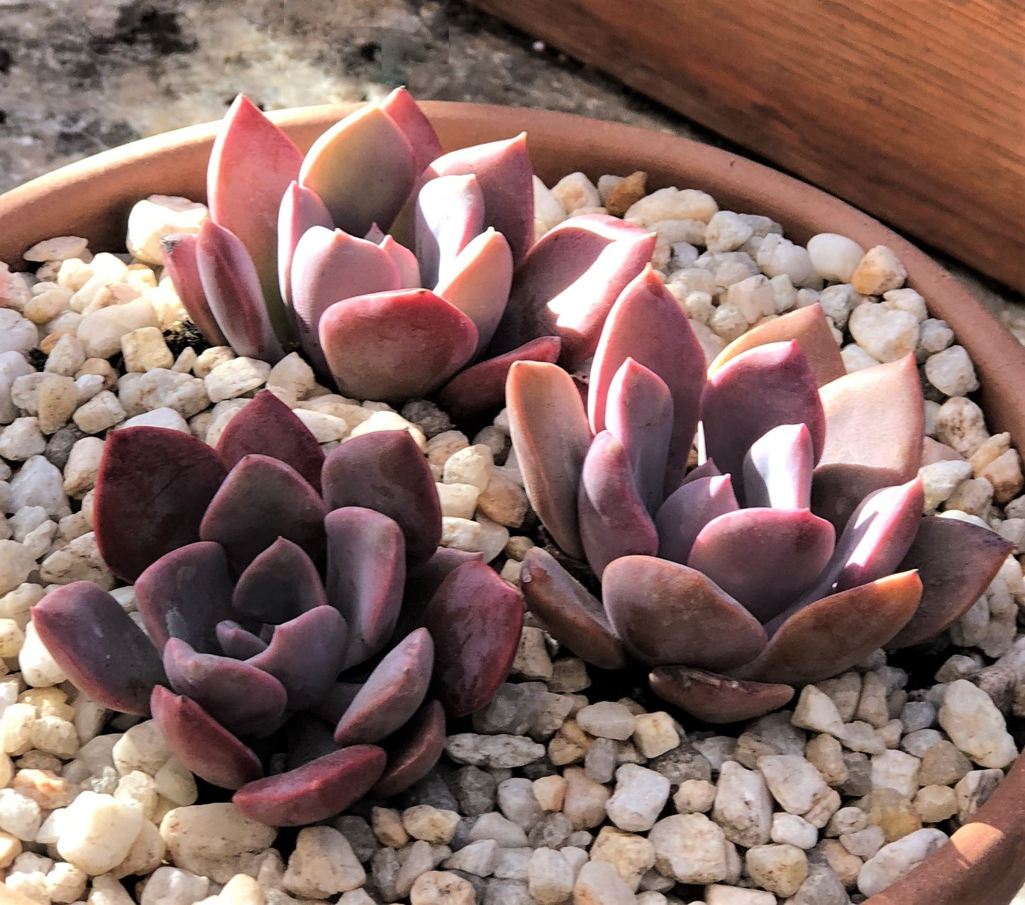 Graptoveria 'Debbie' S