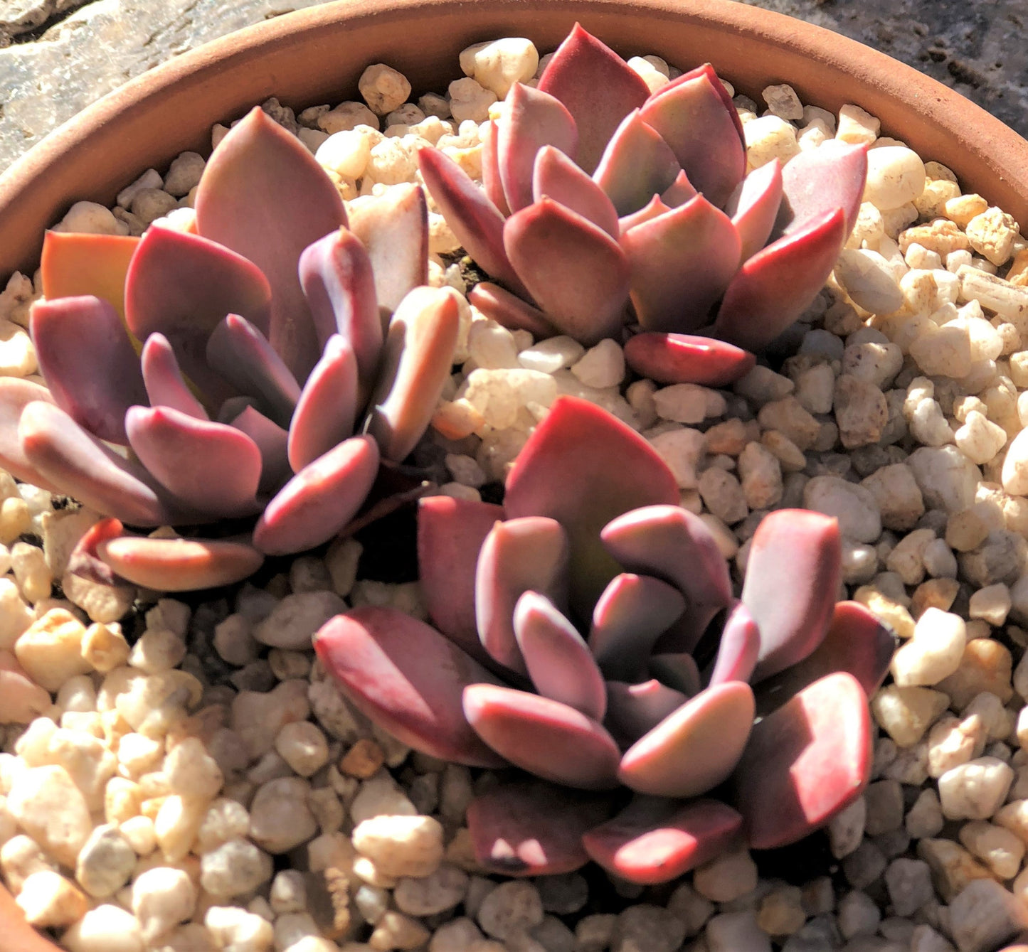 Graptoveria 'Debbie' S