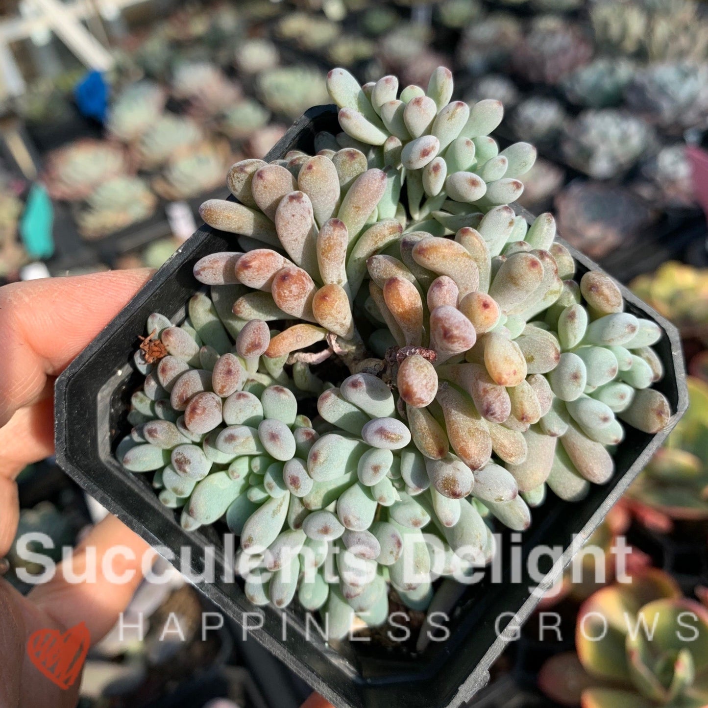 Graptopetalum pachyphyllum Bluebean 蓝豆