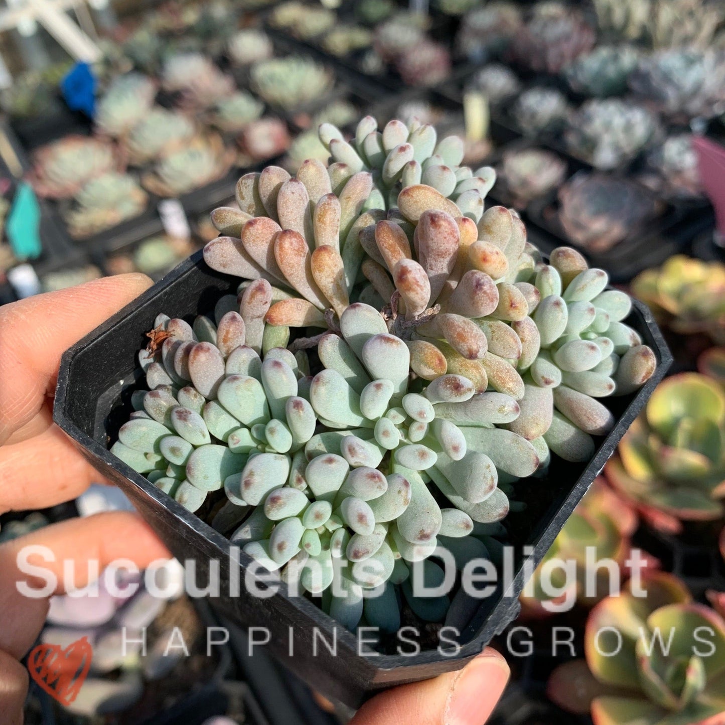 Graptopetalum pachyphyllum Bluebean 蓝豆