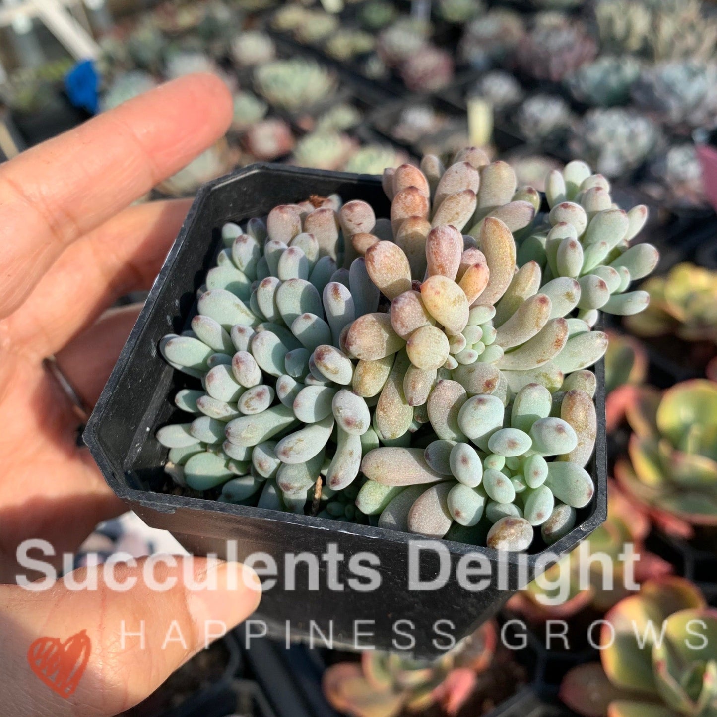 Graptopetalum pachyphyllum Bluebean 蓝豆