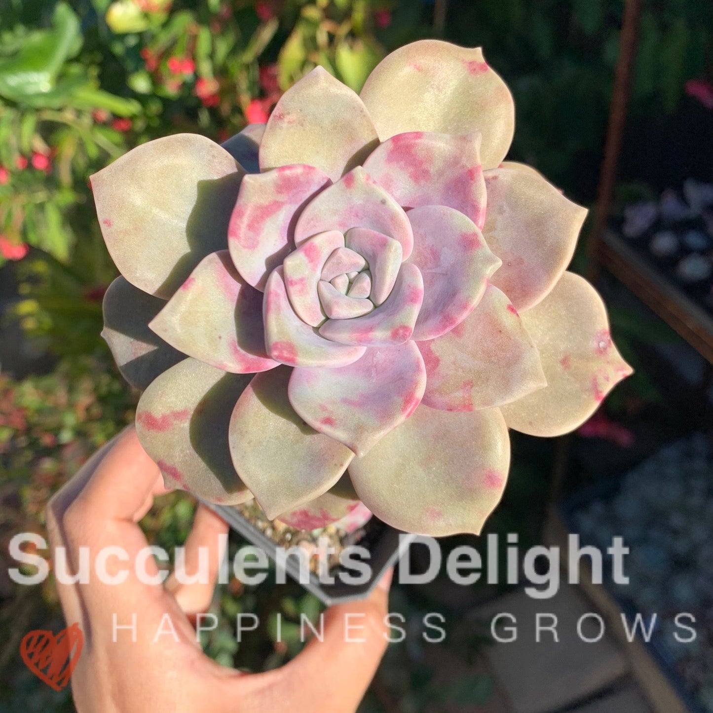 Graptopetalum Purple Delight 紫悦 紫乐