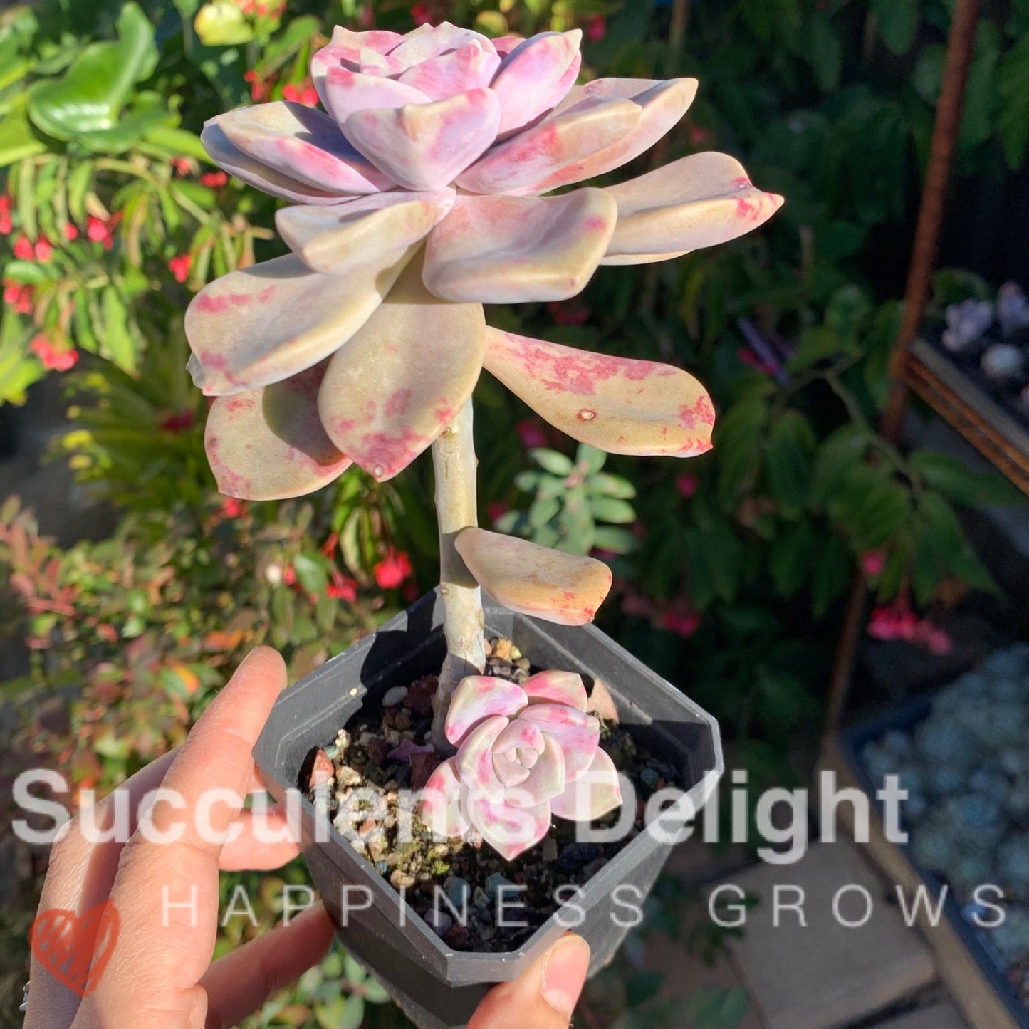 Graptopetalum Purple Delight 紫悦 紫乐