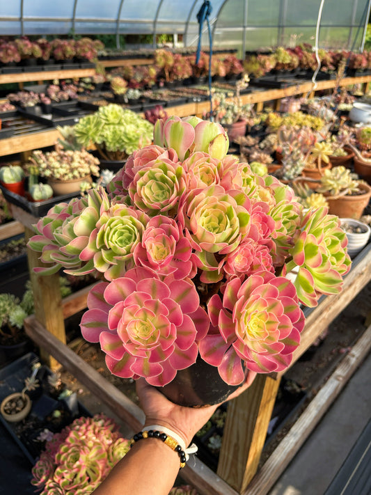 Aeonium Pink Witch Extra Large Bouquet (1) - April Farm/Rare Succulent